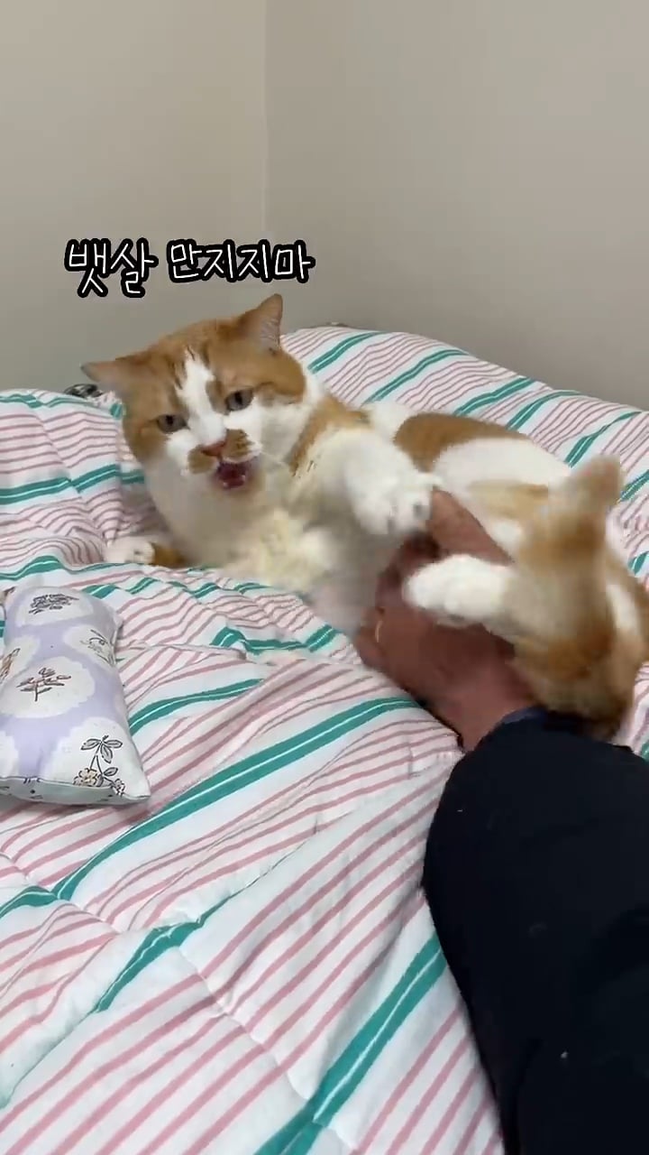 월요병을 치유해줄, 동그랗고 대답 잘하는데 입 주변에 카레 묻은 고양이 | 인스티즈