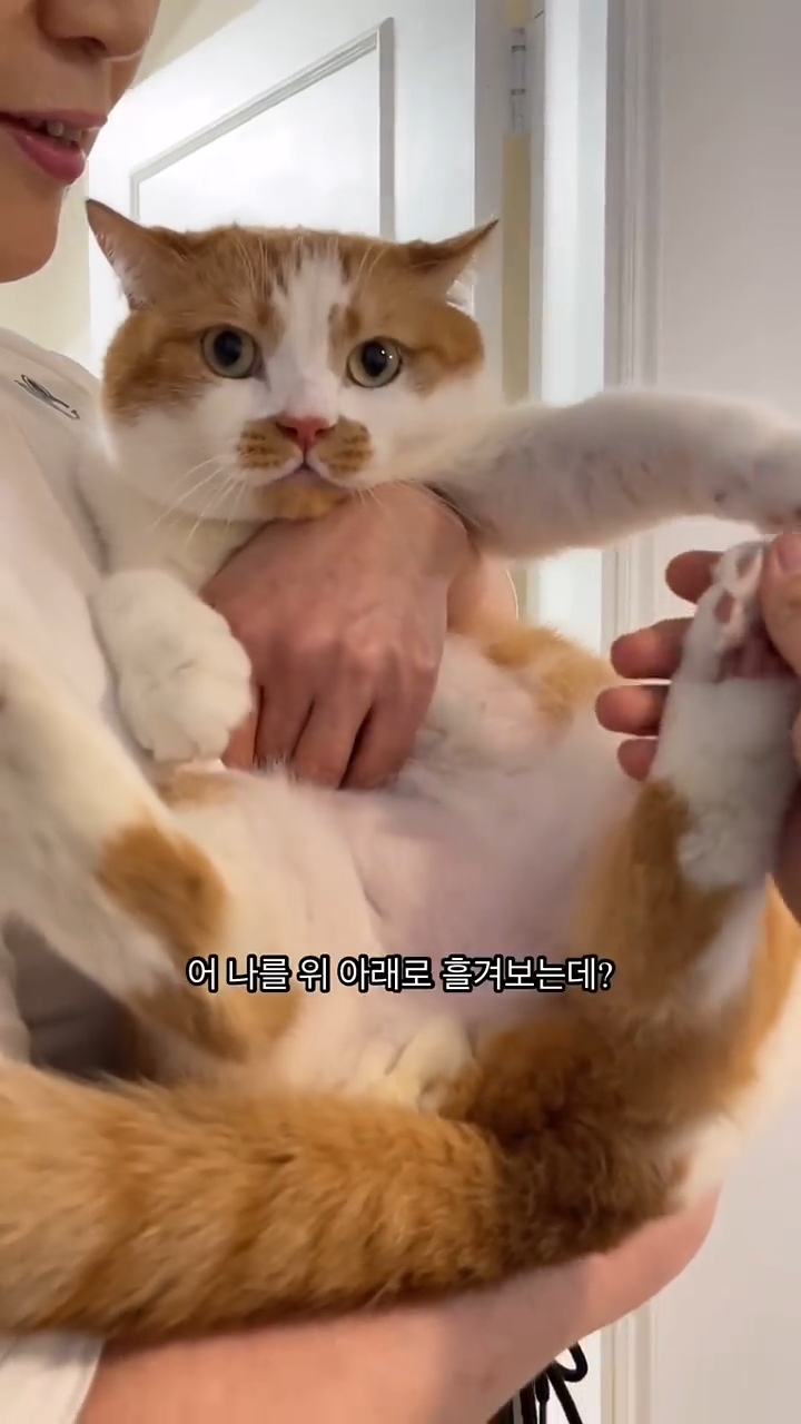 월요병을 치유해줄, 동그랗고 대답 잘하는데 입 주변에 카레 묻은 고양이 | 인스티즈
