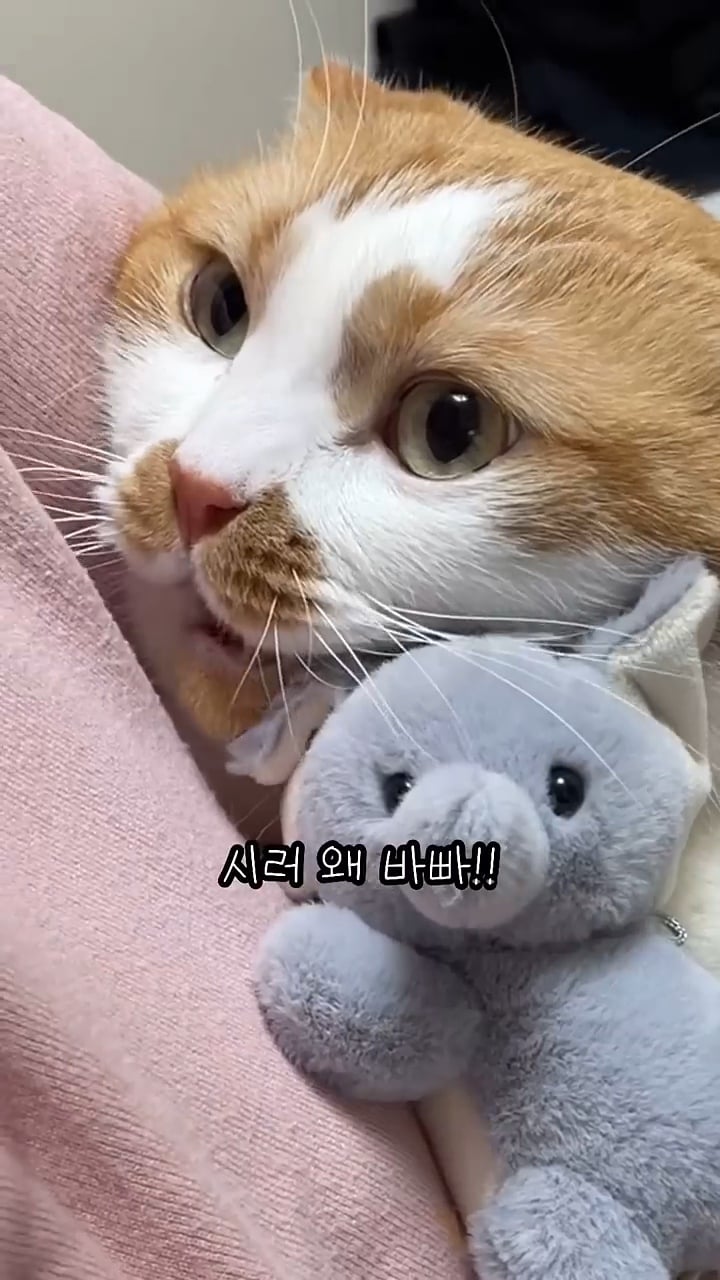 월요병을 치유해줄, 동그랗고 대답 잘하는데 입 주변에 카레 묻은 고양이 | 인스티즈