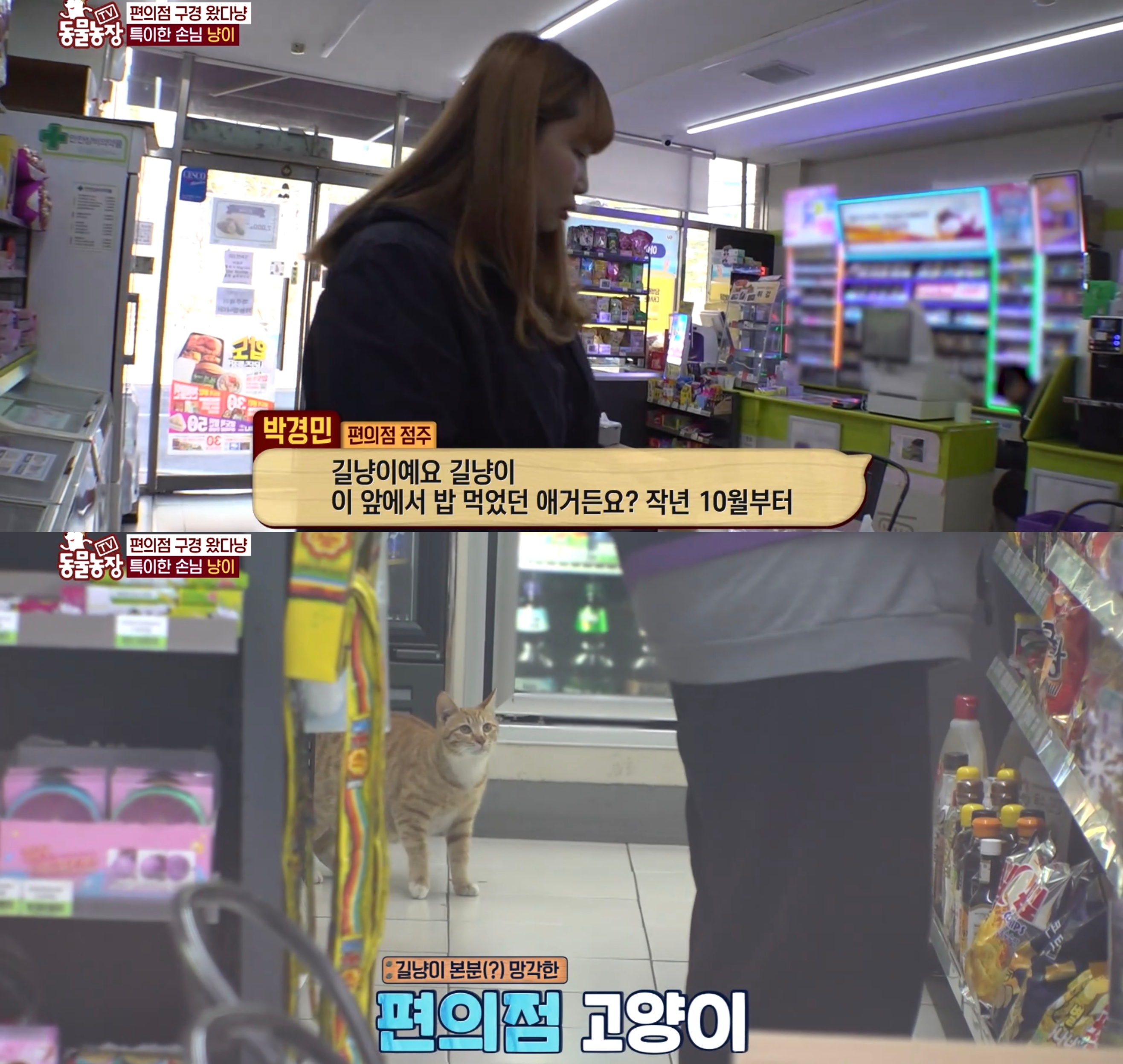 충격 전개로 눈물나는 이번주 동물농장 편의점 고양이 사연.jpg | 인스티즈