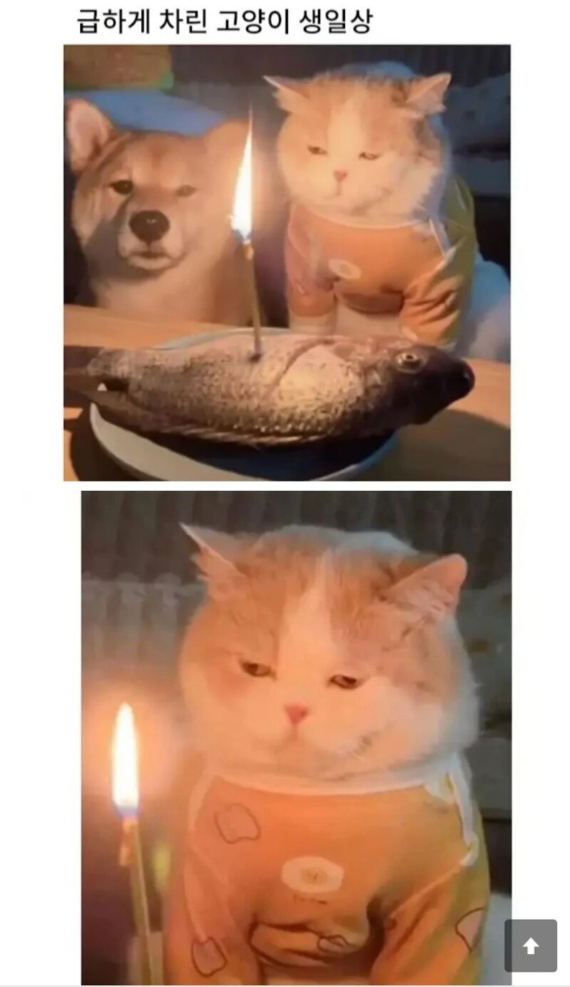 생일상이 이게 뭐냥 | 인스티즈