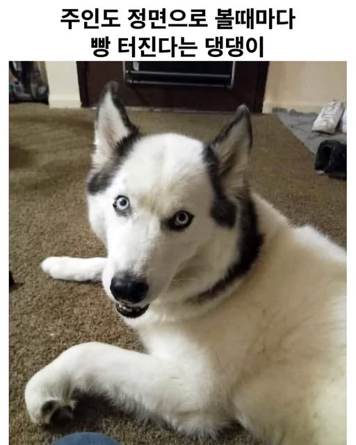 주인도 정면으로 볼 때마다 빵 터진다는 허숙희씨.jpg | 인스티즈