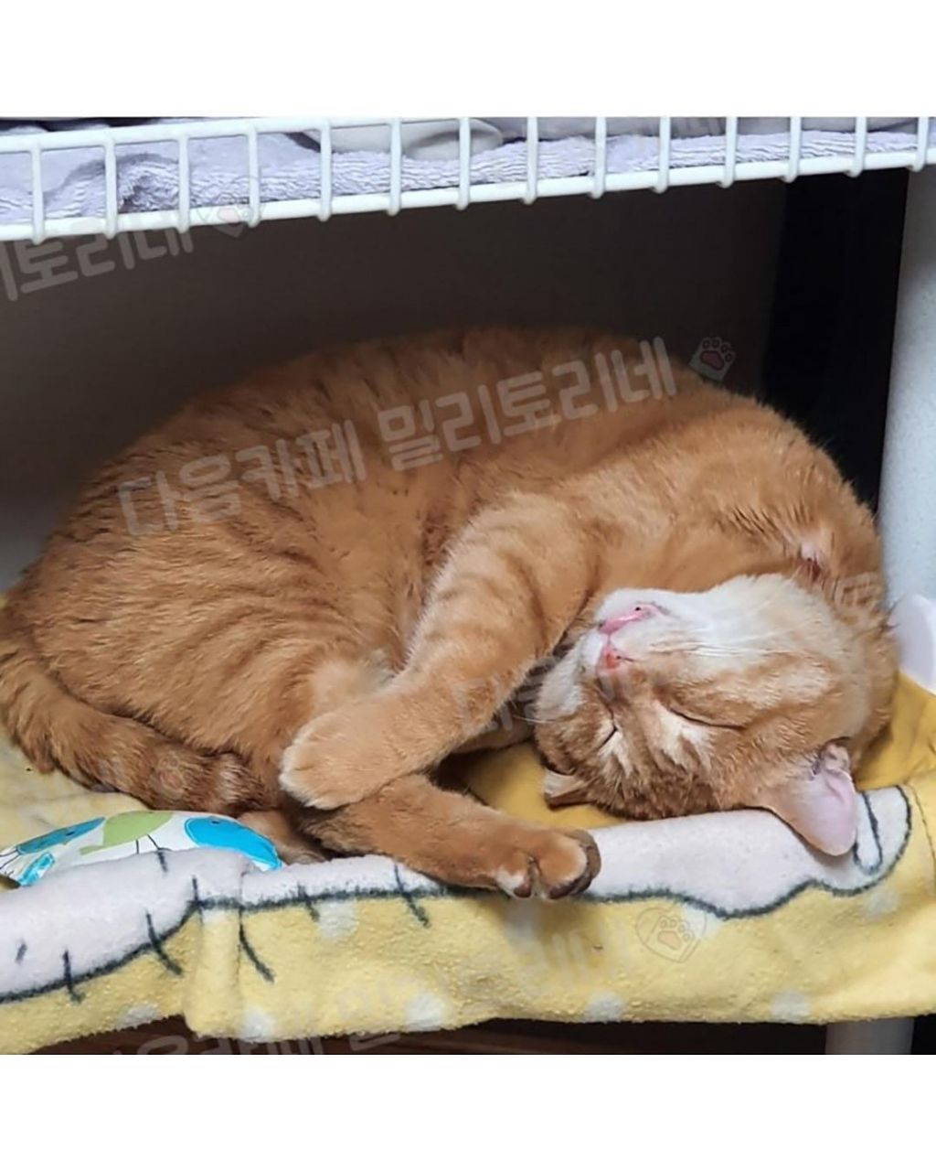 진심 담요 버리고 싶은데 못버림 | 인스티즈