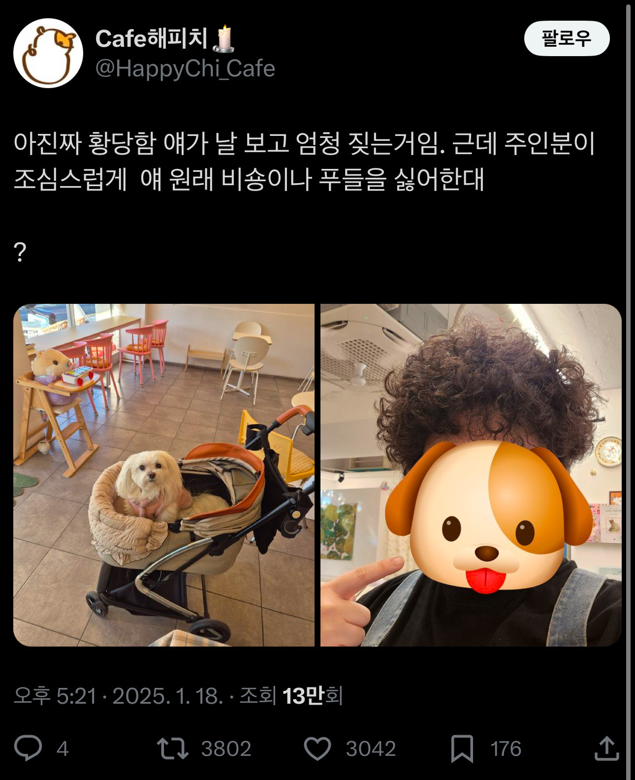 아 진짜 황당함. 얘가 날 보고 엄청 짖는 거임. 근데 주인분이 얘 원래 비숑이나 푸들을 싫어한대 | 인스티즈