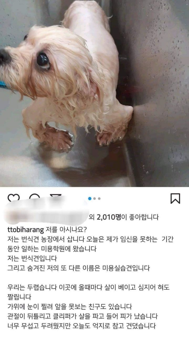개농장 번식견들이 비임신기간에 하는 일 | 인스티즈