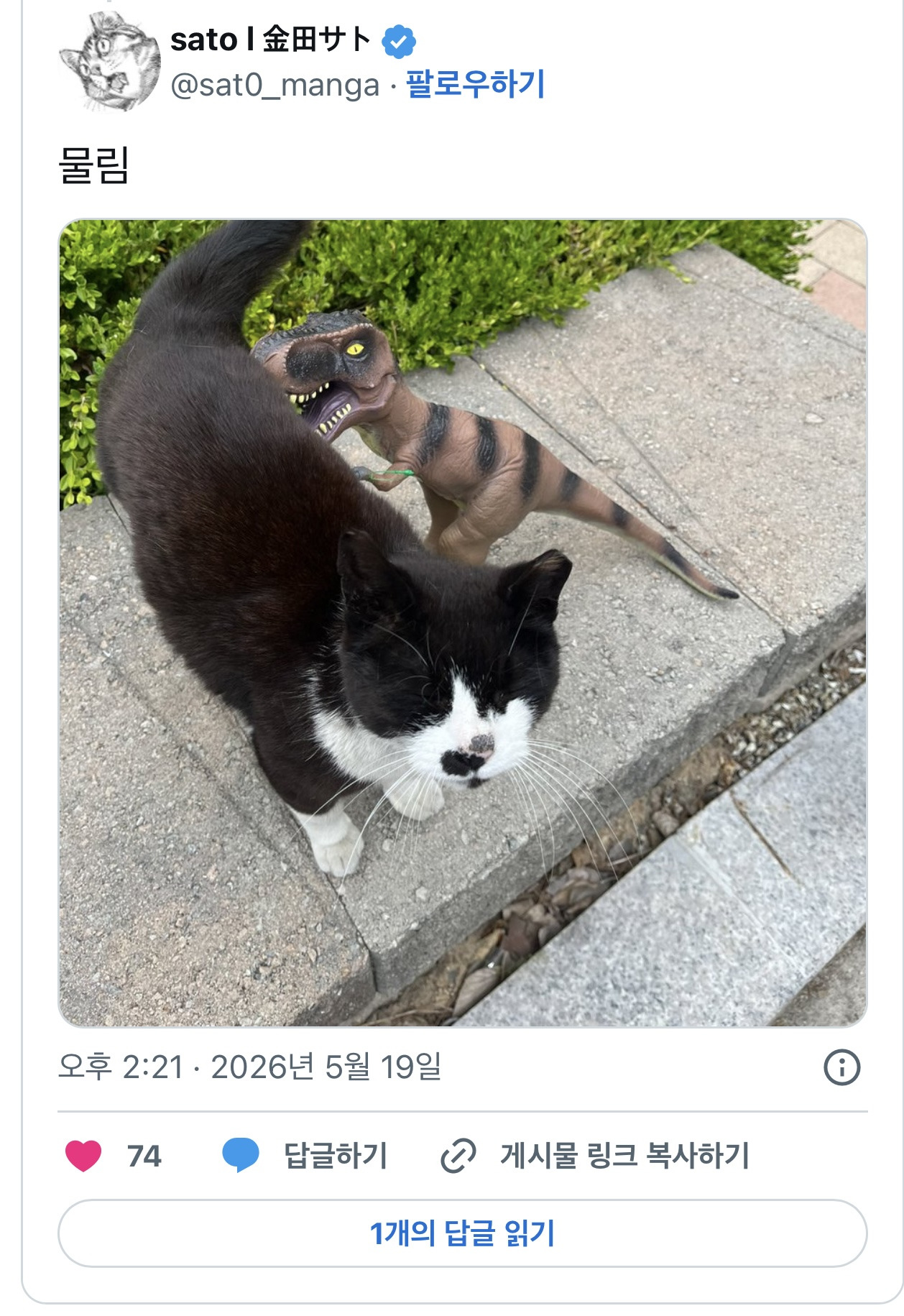 길고양이와 유기된 랩터가 싸우는 것을 목격했습니다. 제발 랩터를 함부로 유기하지 말아주세요 | 인스티즈