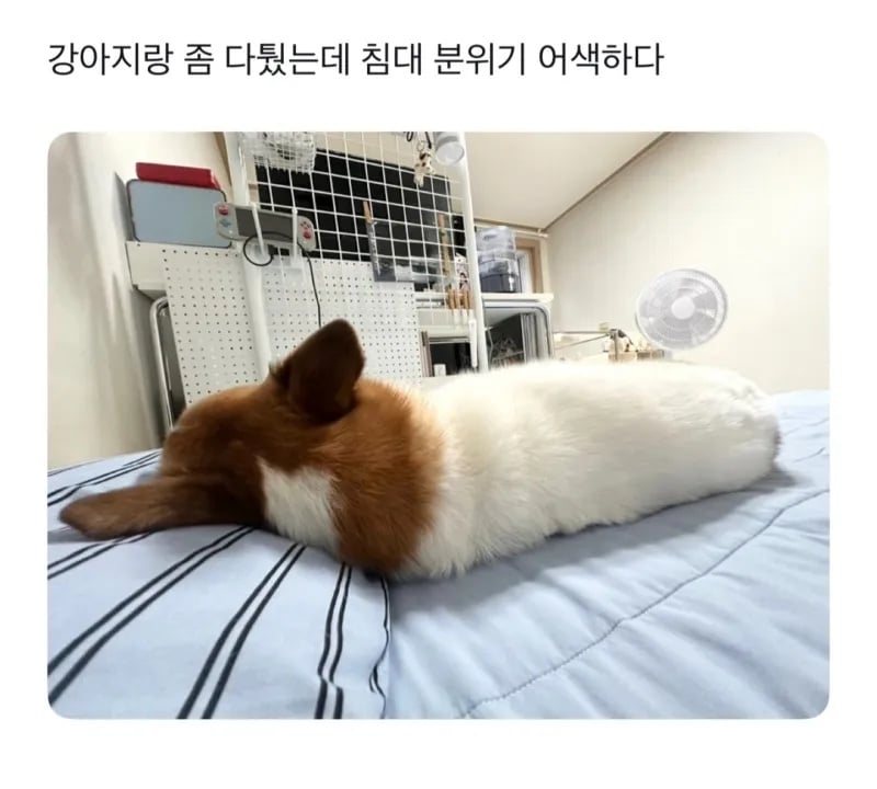 강아지랑 다퉜는데 침대 분위기 어색함 | 인스티즈