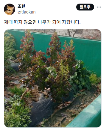 텃밭 유튜브에서 텃밭 초보들이 하는 가장 흔한 실수가 상추를 많이 심는거래… | 인스티즈