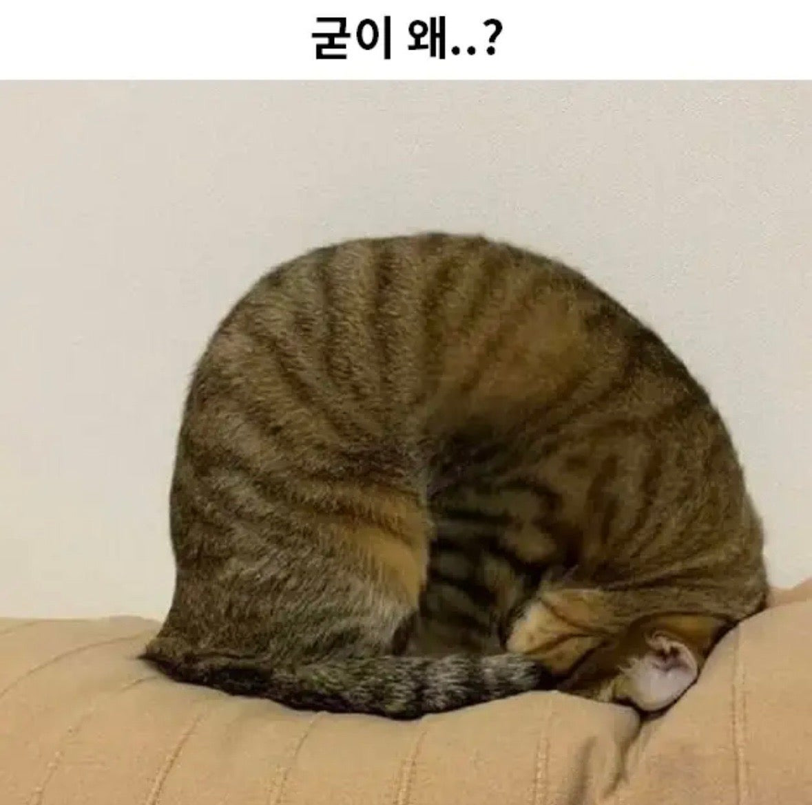 왜 이러고 자는걸까요?.jpg | 인스티즈