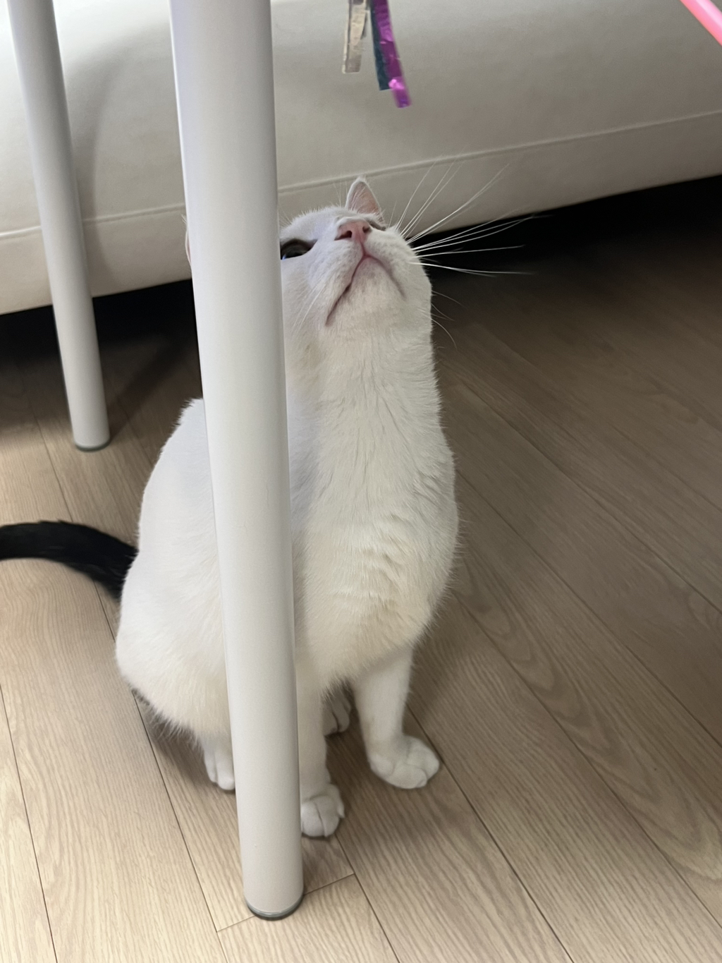 [입양홍보] 집샤없냐 집샤👀 사랑둥이 개냥이 억울이의 집샤 찾아요 | 인스티즈