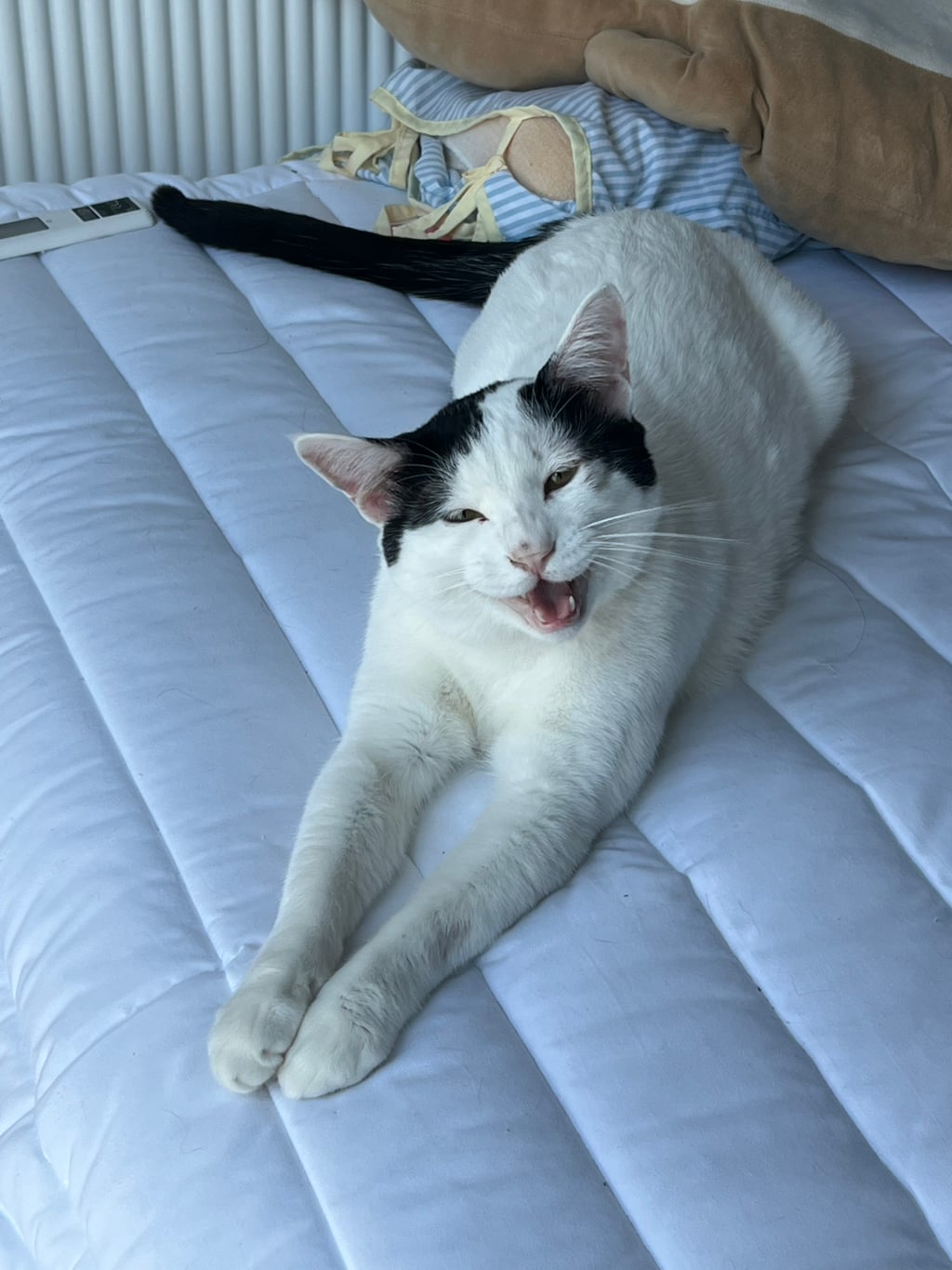 [입양홍보] 집샤없냐 집샤👀 사랑둥이 개냥이 억울이의 집샤 찾아요 | 인스티즈