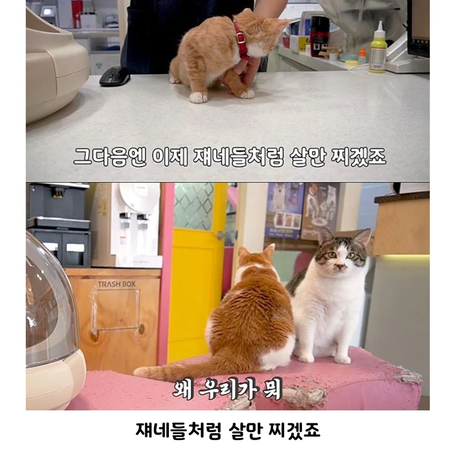 수의사가 말하는 고양이의 성장 | 인스티즈