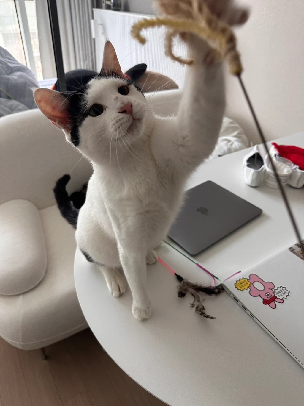 [입양홍보] 집샤없냐 집샤👀 사랑둥이 개냥이 억울이의 집샤 찾아요 | 인스티즈