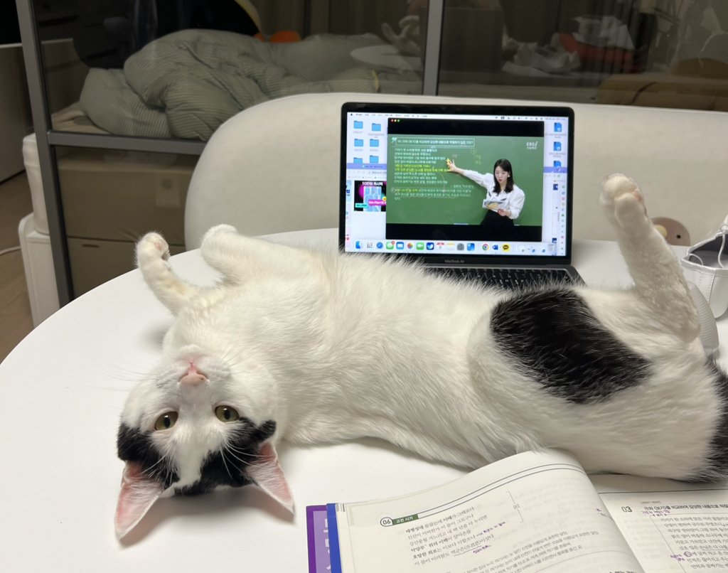 [입양홍보] 집샤없냐 집샤👀 사랑둥이 개냥이 억울이의 집샤 찾아요 | 인스티즈