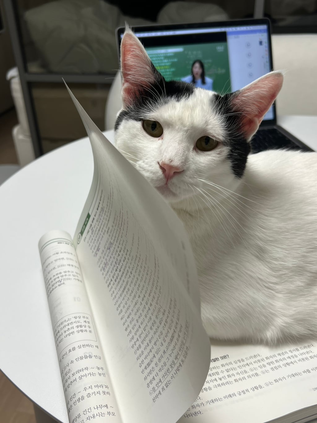 [입양홍보] 집샤없냐 집샤👀 사랑둥이 개냥이 억울이의 집샤 찾아요 | 인스티즈