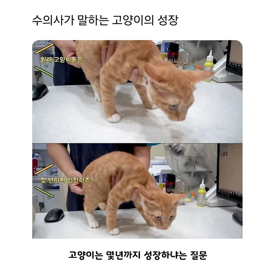 수의사가 말하는 고양이의 성장 | 인스티즈