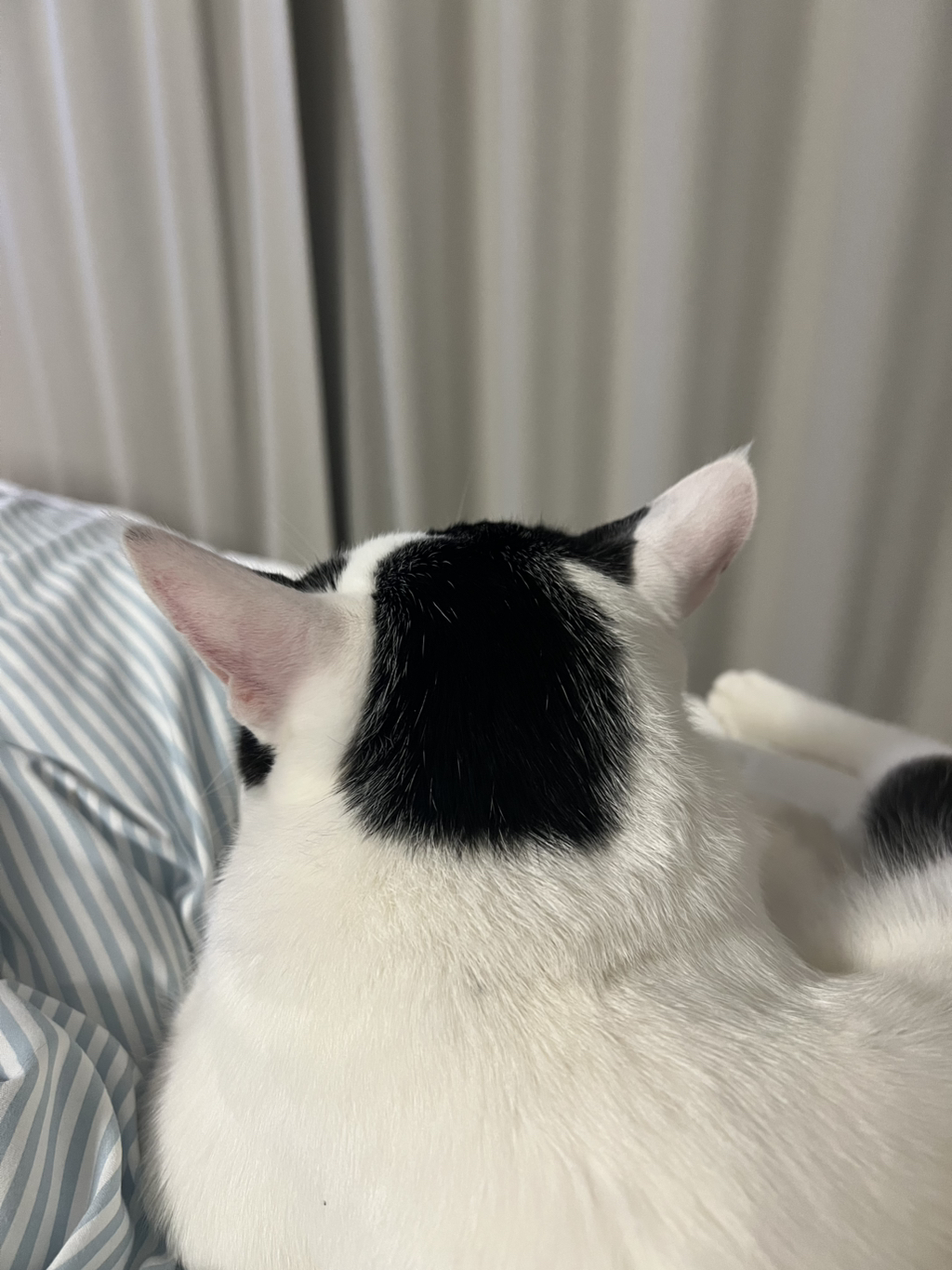[입양홍보] 집샤없냐 집샤👀 사랑둥이 개냥이 억울이의 집샤 찾아요 | 인스티즈