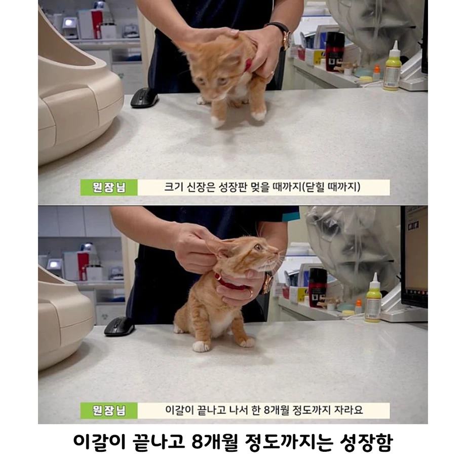 수의사가 말하는 고양이의 성장 | 인스티즈