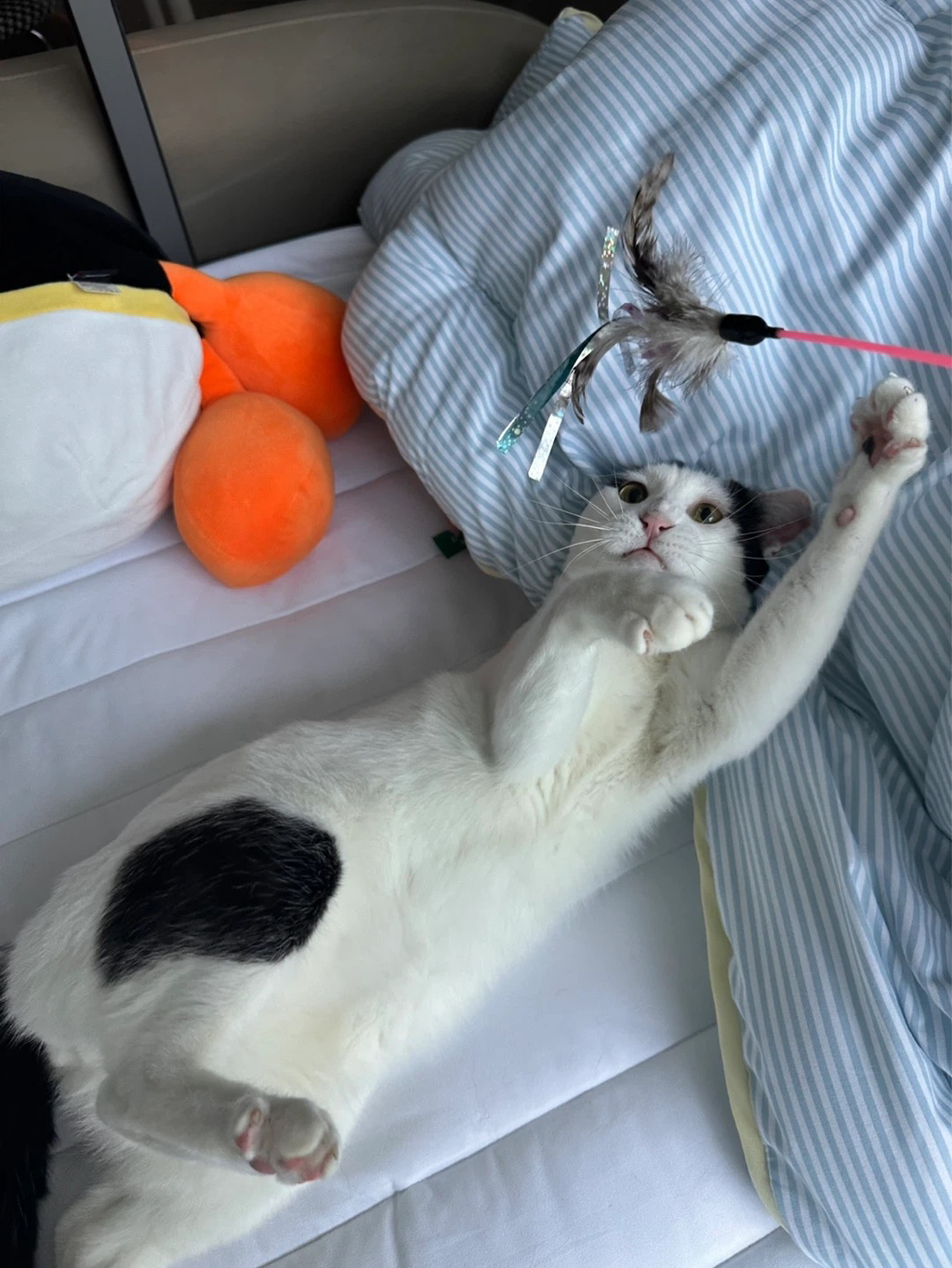 [입양홍보] 집샤없냐 집샤👀 사랑둥이 개냥이 억울이의 집샤 찾아요 | 인스티즈