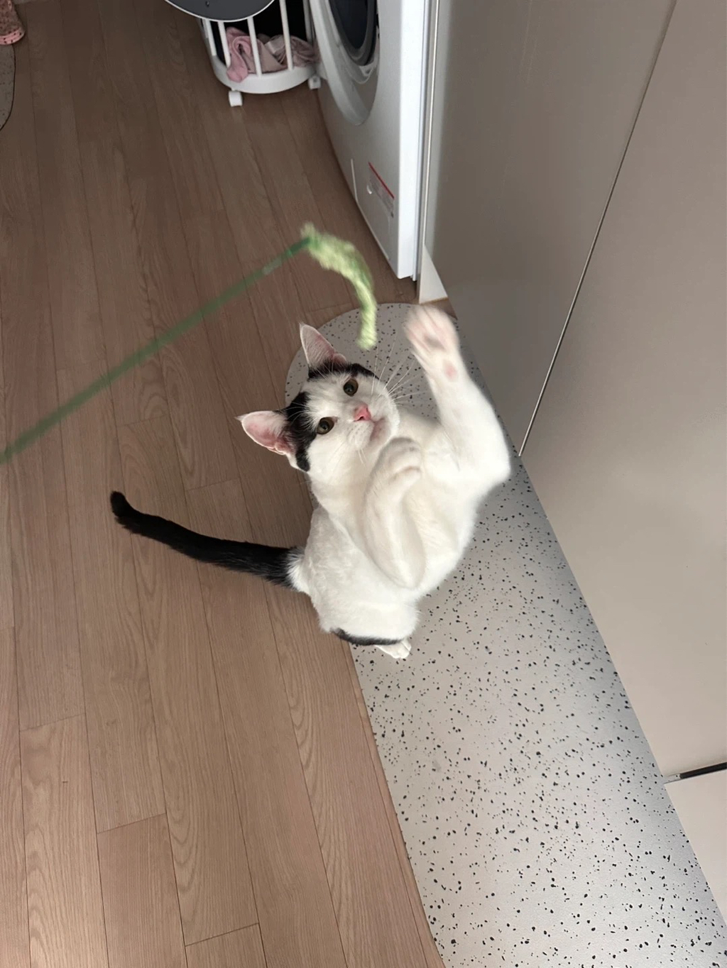 [입양홍보] 집샤없냐 집샤👀 사랑둥이 개냥이 억울이의 집샤 찾아요 | 인스티즈