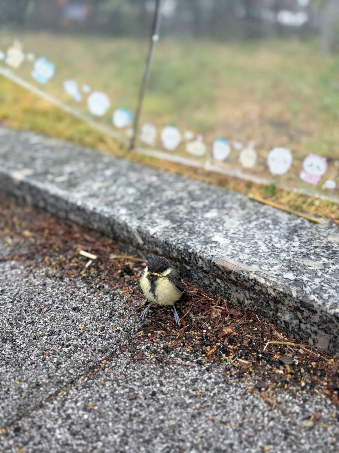 강아지 산책하다가 발견했는데 이럴때 어떻게 해야되나요? ㅠㅜ | 인스티즈