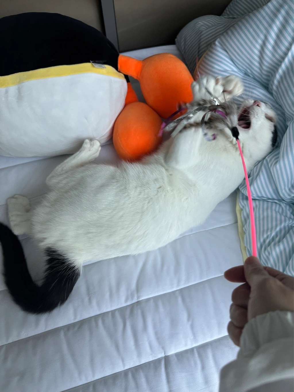 [입양홍보] 집샤없냐 집샤👀 사랑둥이 개냥이 억울이의 집샤 찾아요 | 인스티즈