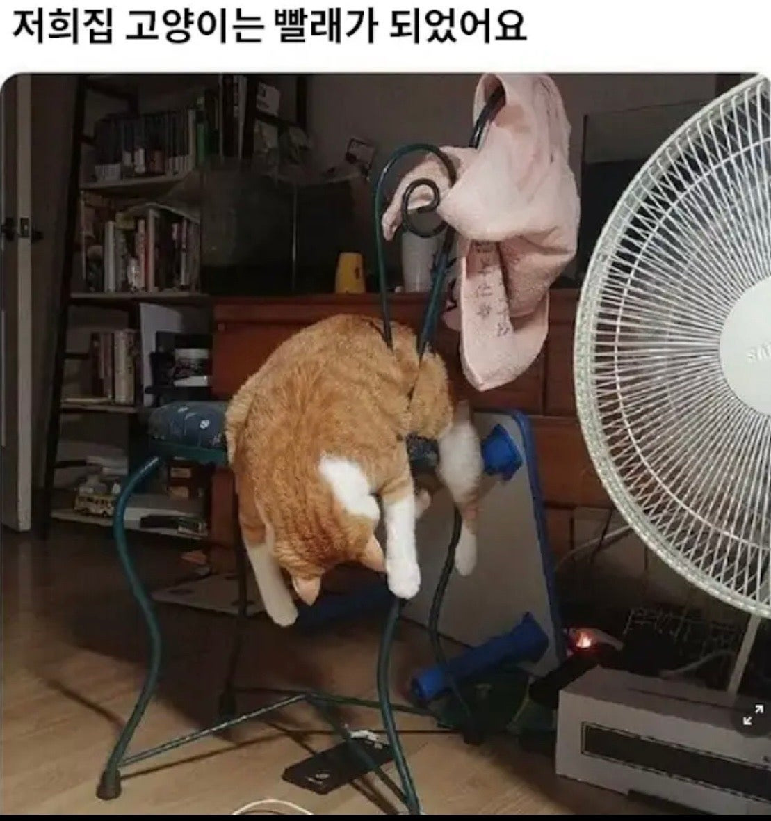 왜 이러고 자는걸까요?.jpg | 인스티즈
