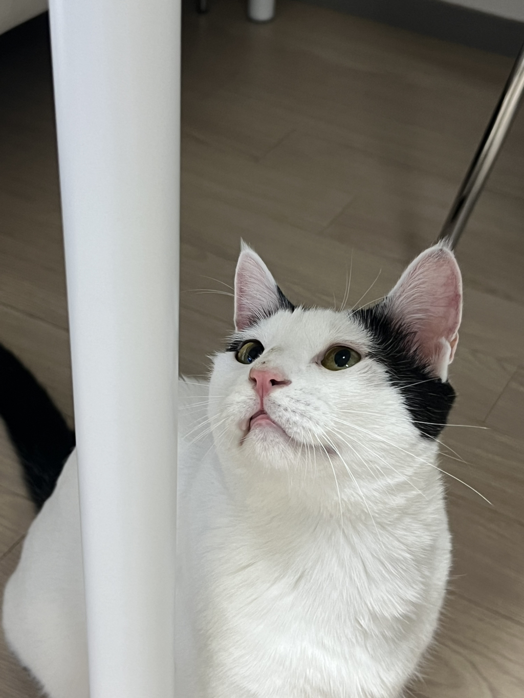 [입양홍보] 집샤없냐 집샤👀 사랑둥이 개냥이 억울이의 집샤 찾아요 | 인스티즈