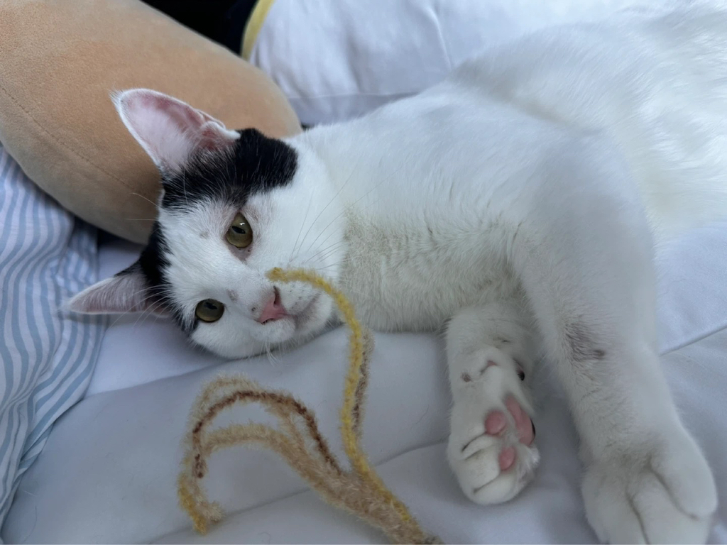[입양홍보] 집샤없냐 집샤👀 사랑둥이 개냥이 억울이의 집샤 찾아요 | 인스티즈