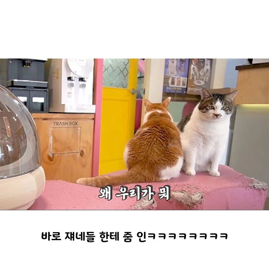 수의사가 말하는 고양이의 성장 | 인스티즈