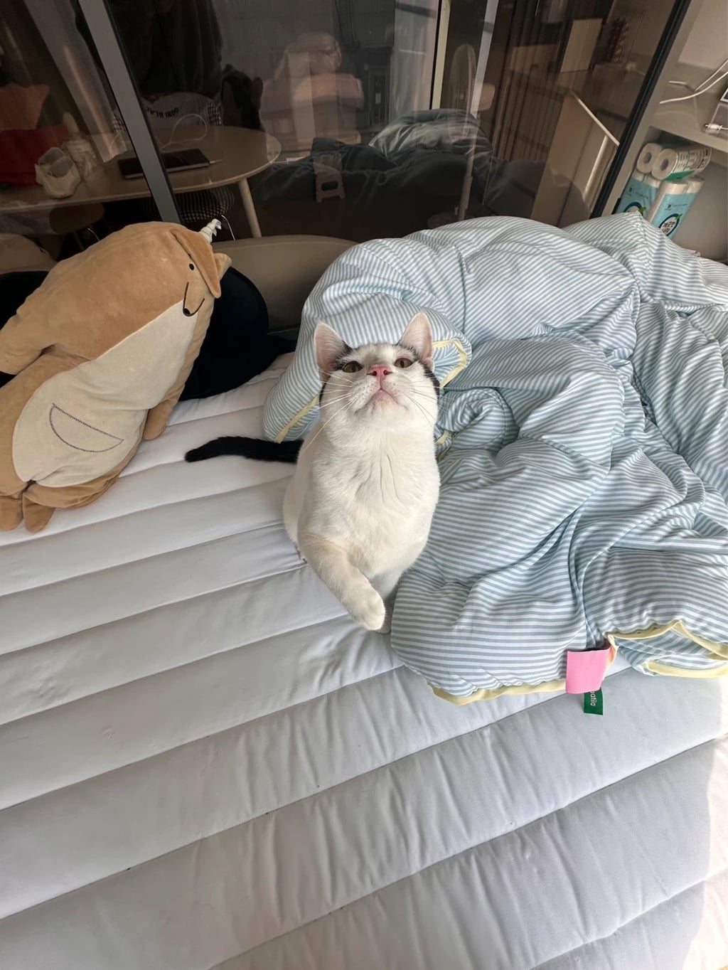 [입양홍보] 집샤없냐 집샤👀 사랑둥이 개냥이 억울이의 집샤 찾아요 | 인스티즈