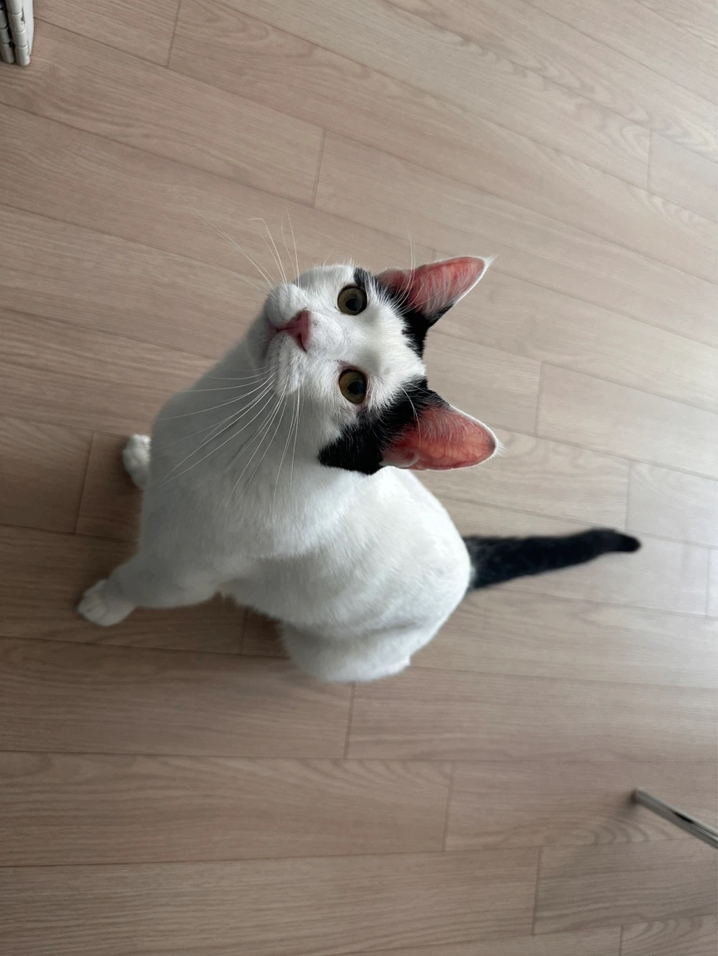[입양홍보] 집샤없냐 집샤👀 사랑둥이 개냥이 억울이의 집샤 찾아요 | 인스티즈