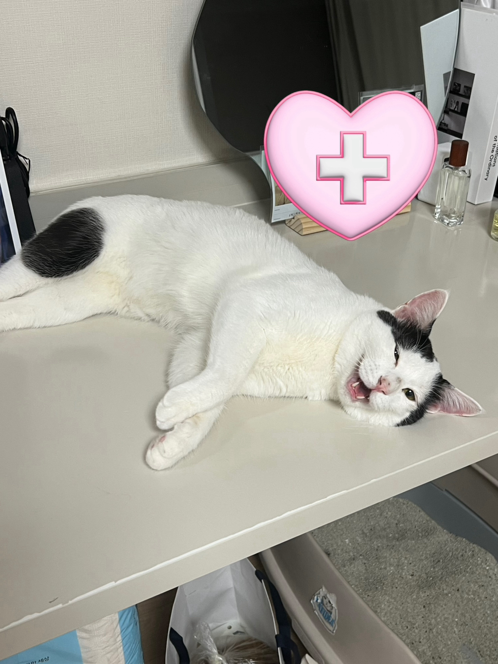 [입양홍보] 집샤없냐 집샤👀 사랑둥이 개냥이 억울이의 집샤 찾아요 | 인스티즈