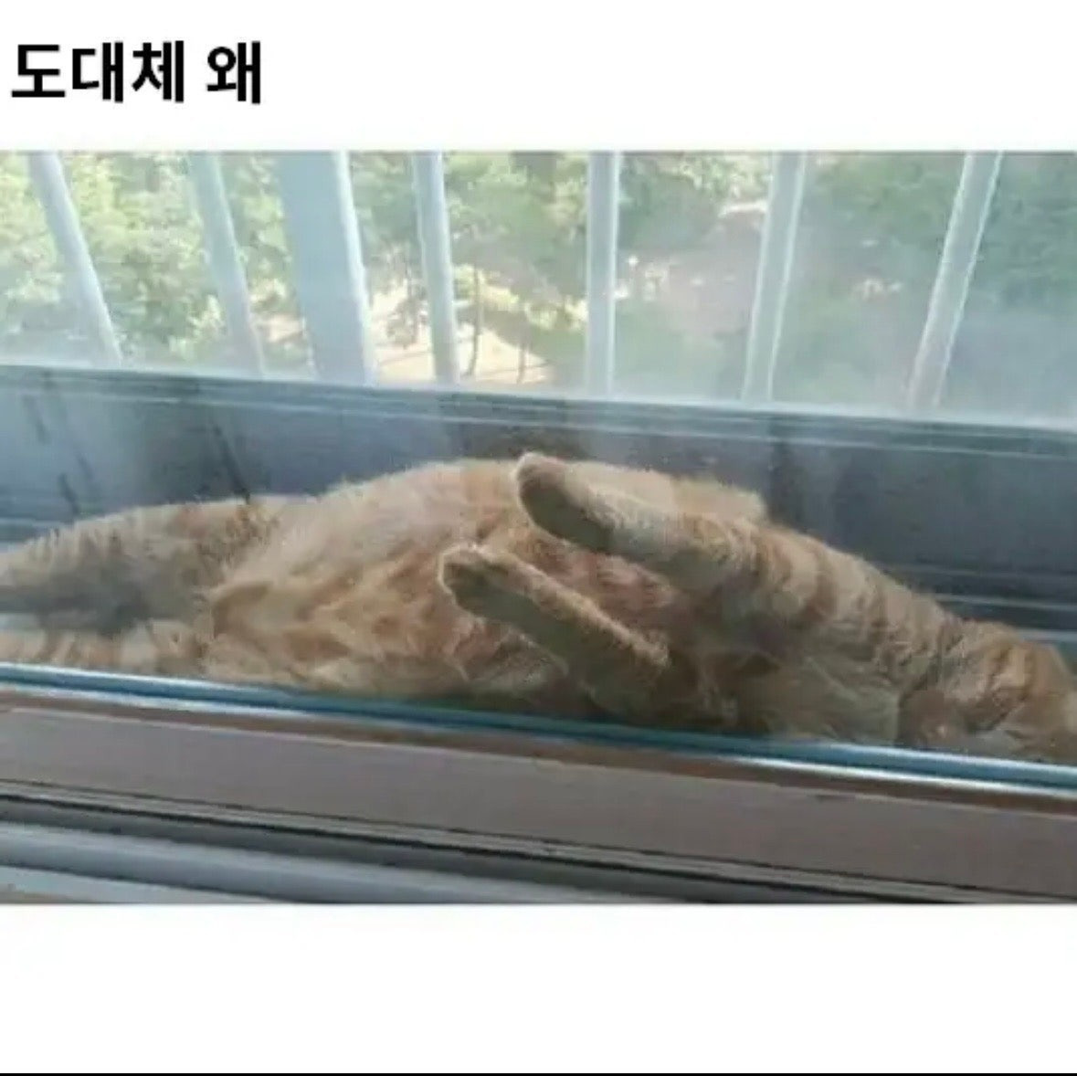 왜 이러고 자는걸까요?.jpg | 인스티즈