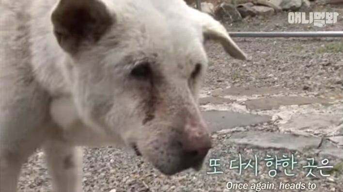 할머니 장례식장에서 눈물 흘리던 백구가 2년동안 한 일 | 인스티즈
