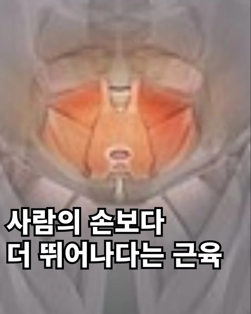 사람의 손보다 더 뛰어난 근육.jpg | 인스티즈