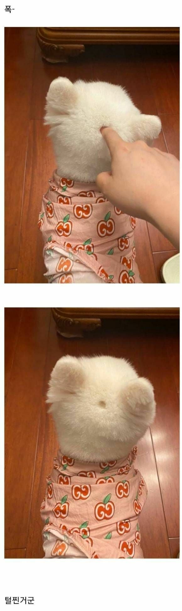 강아지가 살찐건지 털찐건지 확인하는 방법 | 인스티즈