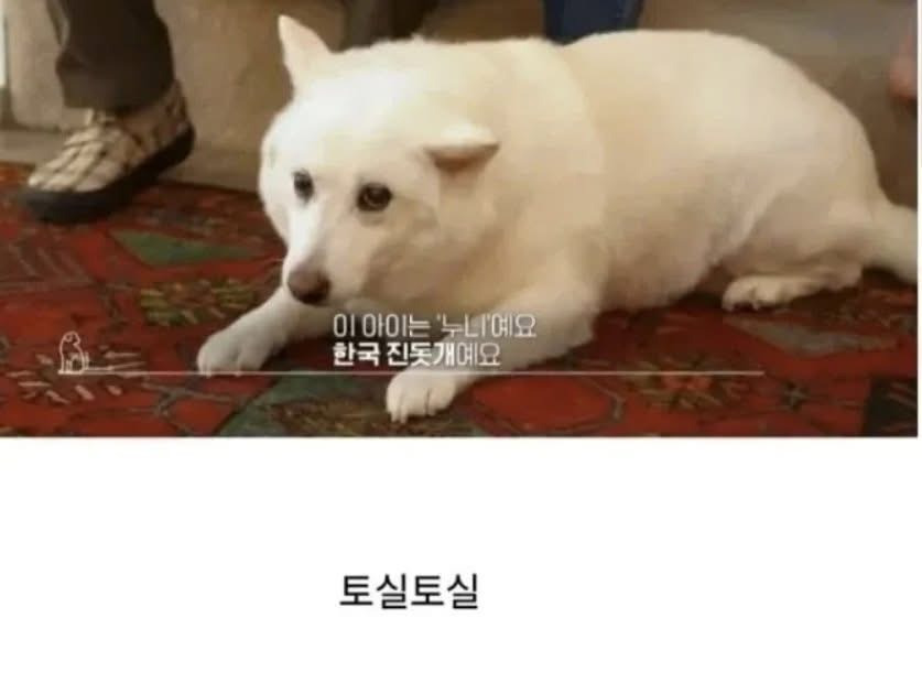 살 절대 안 찌는 진돗개 | 인스티즈