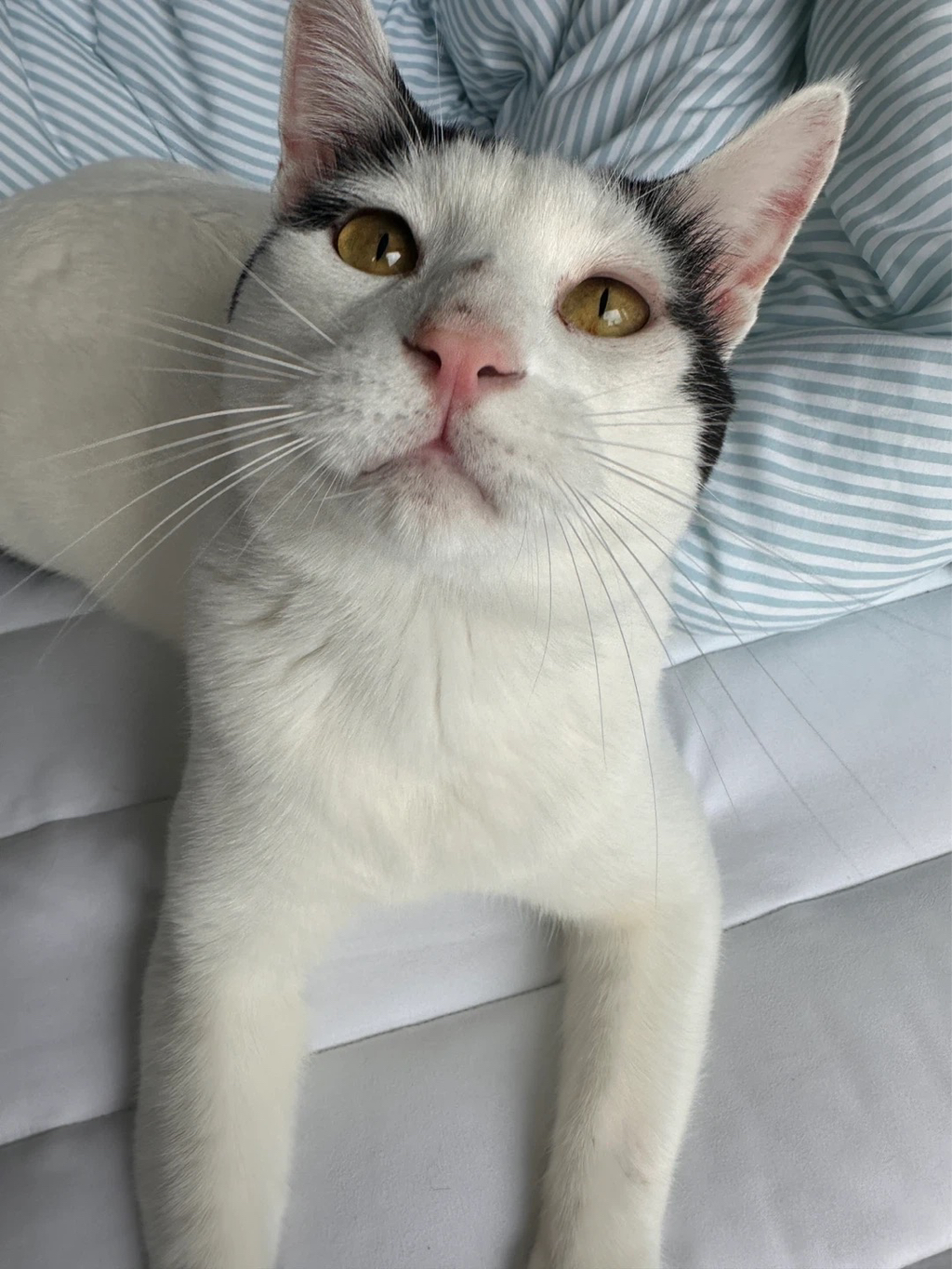 [입양홍보] 집샤없냐 집샤👀 사랑둥이 개냥이 억울이의 집샤 찾아요 | 인스티즈