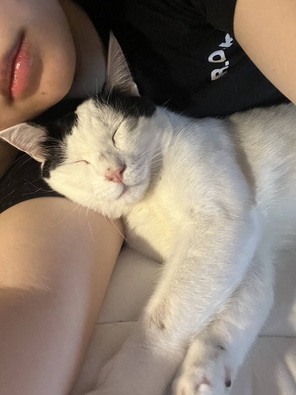 [입양홍보] 집샤없냐 집샤👀 사랑둥이 개냥이 억울이의 집샤 찾아요 | 인스티즈