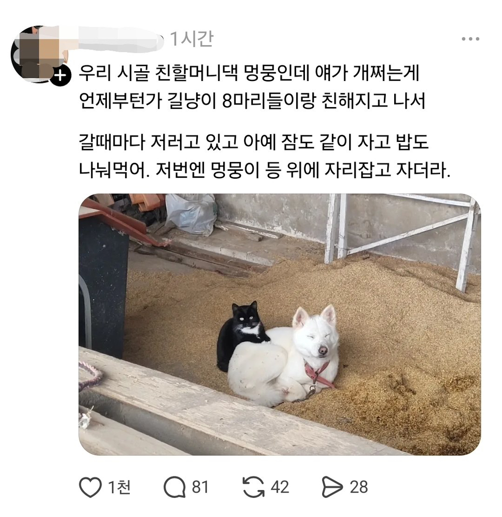 우리 시골 친할머니댁 멍뭉인데 얘가 개쩌는게.jpg | 인스티즈