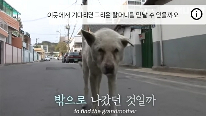 할머니 장례식장에서 눈물 흘리던 백구가 2년동안 한 일 | 인스티즈