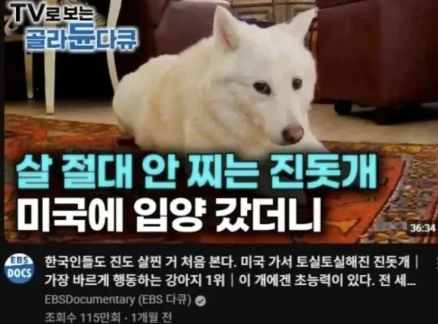 살 절대 안 찌는 진돗개 | 인스티즈