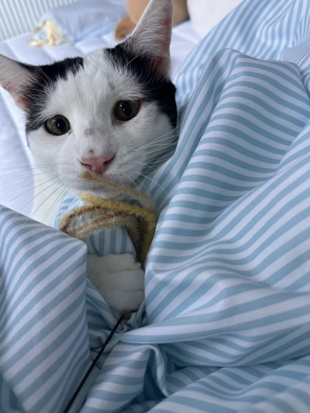 [입양홍보] 집샤없냐 집샤👀 사랑둥이 개냥이 억울이의 집샤 찾아요 | 인스티즈