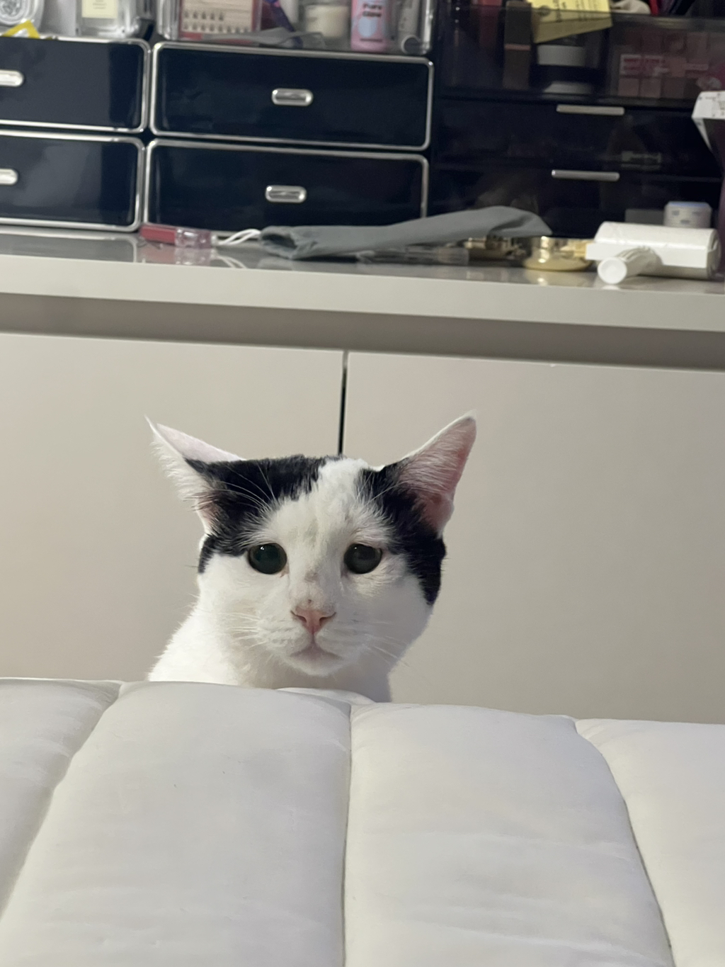 [입양홍보] 집샤없냐 집샤👀 사랑둥이 개냥이 억울이의 집샤 찾아요 | 인스티즈