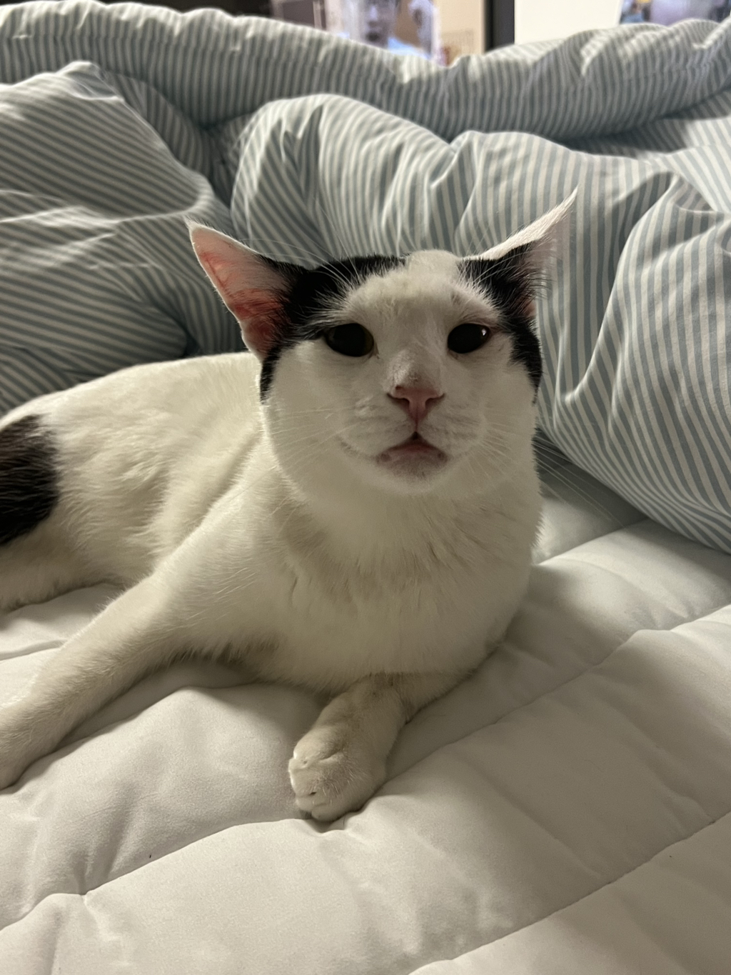 [입양홍보] 집샤없냐 집샤👀 사랑둥이 개냥이 억울이의 집샤 찾아요 | 인스티즈