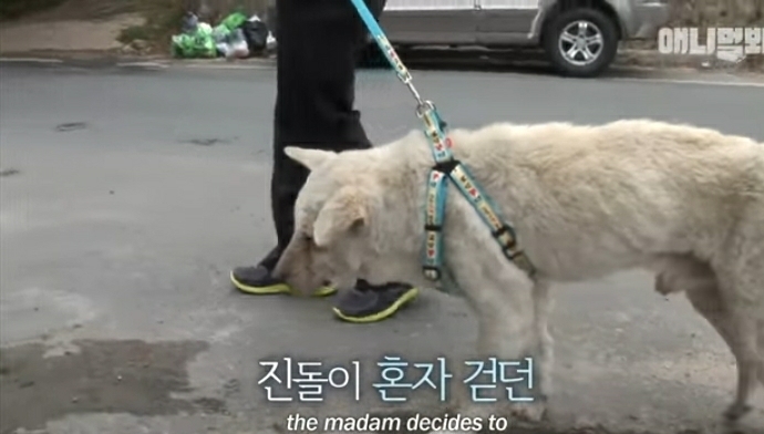 할머니 장례식장에서 눈물 흘리던 백구가 2년동안 한 일 | 인스티즈