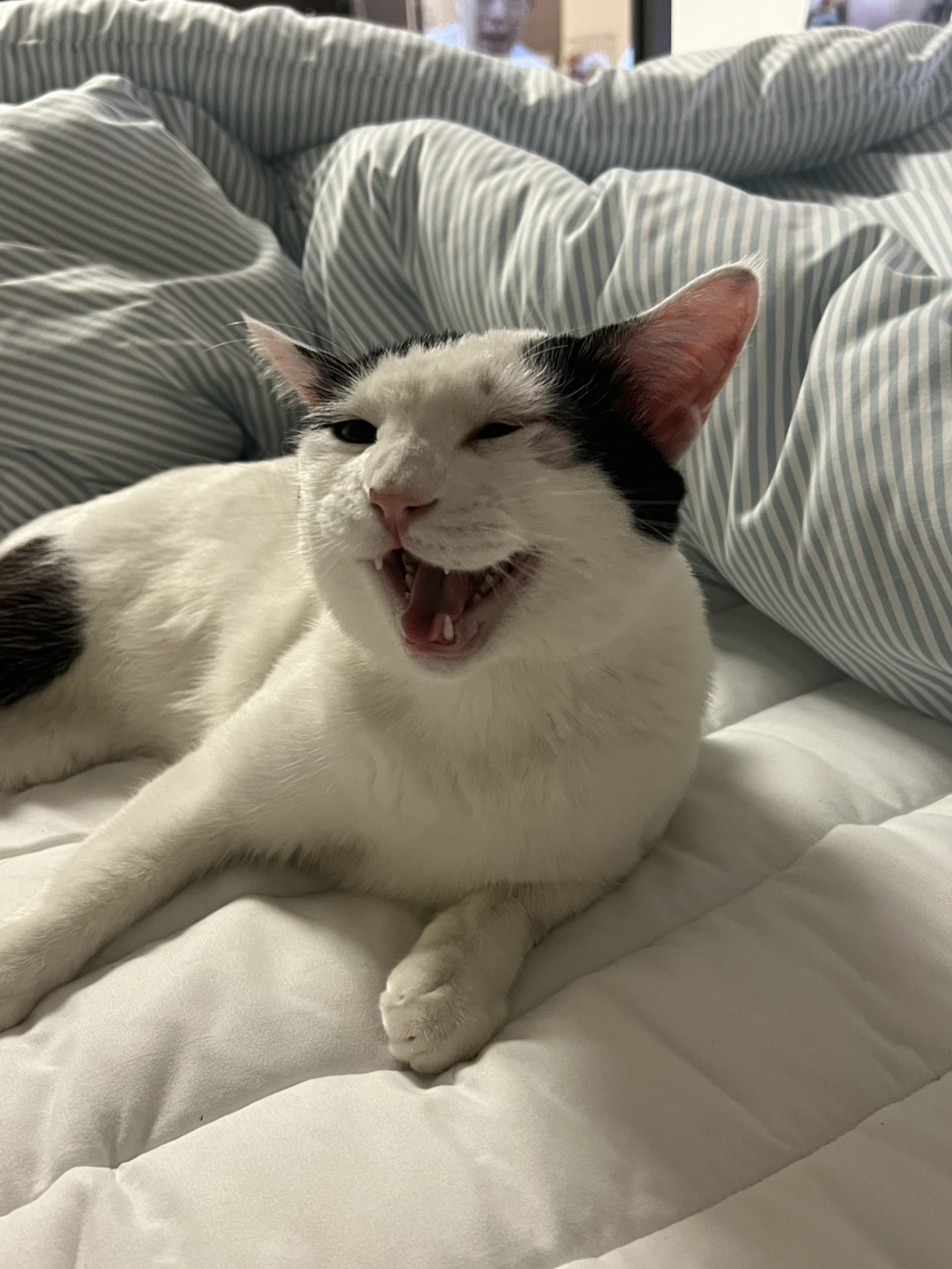 [입양홍보] 집샤없냐 집샤👀 사랑둥이 개냥이 억울이의 집샤 찾아요 | 인스티즈