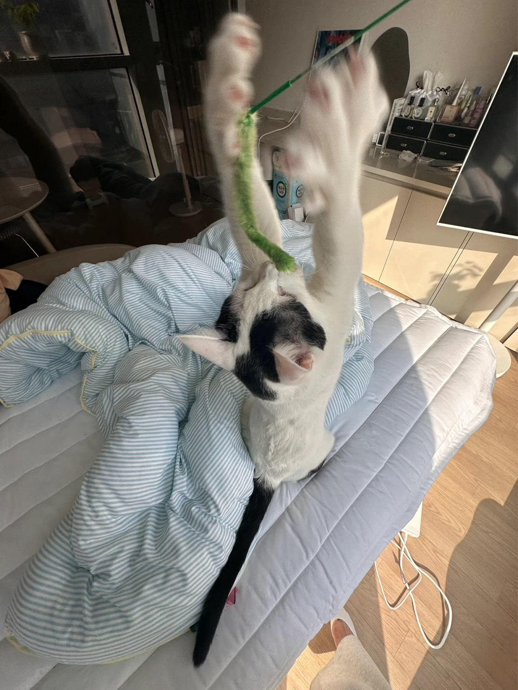 [입양홍보] 집샤없냐 집샤👀 사랑둥이 개냥이 억울이의 집샤 찾아요 | 인스티즈