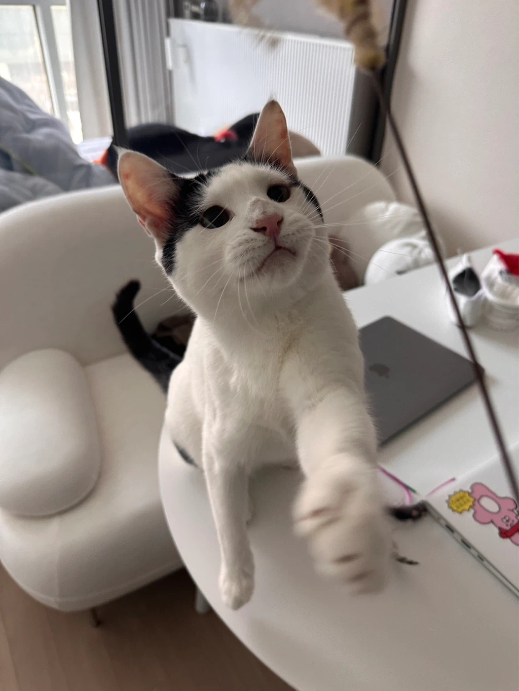 [입양홍보] 집샤없냐 집샤👀 사랑둥이 개냥이 억울이의 집샤 찾아요 | 인스티즈